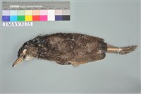 藏品(黑冠麻鷺)的圖片